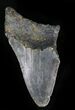 Bargain Megalodon Tooth - North Carolina #28505-1